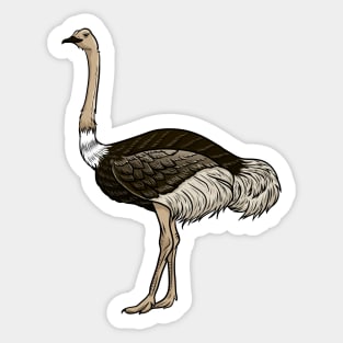 Ostrich Sticker